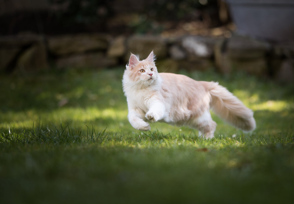 Cat running in backyard