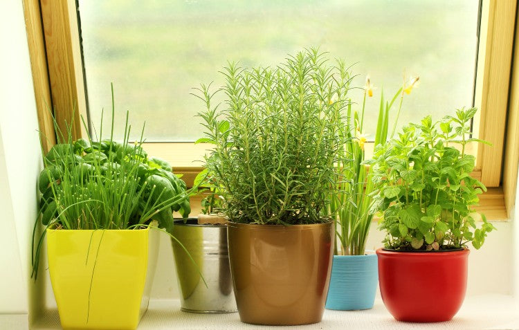 plants-on-window-sill