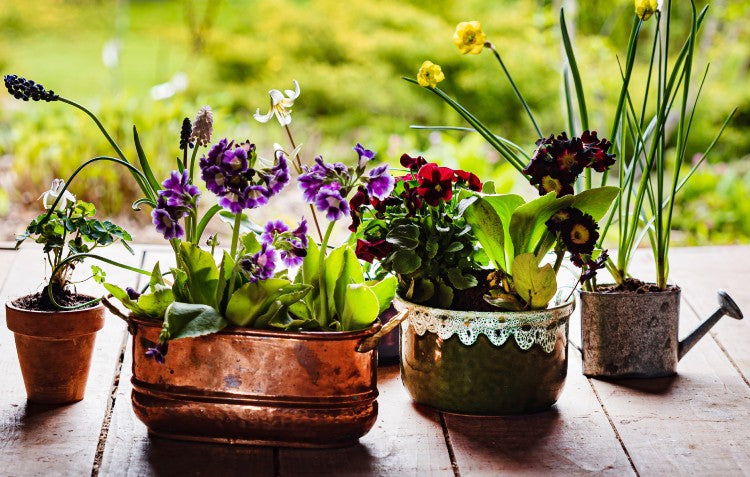 plants-in-pots