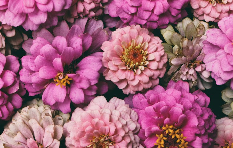 Zinnias