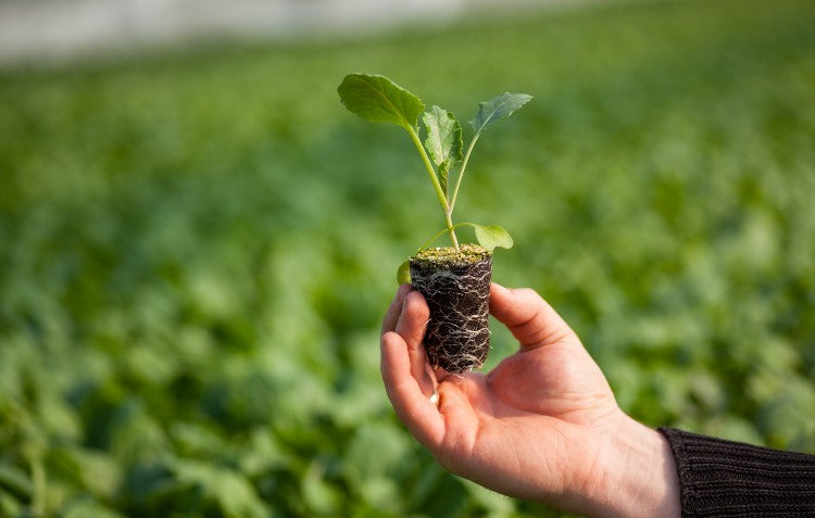 spring-seedlings