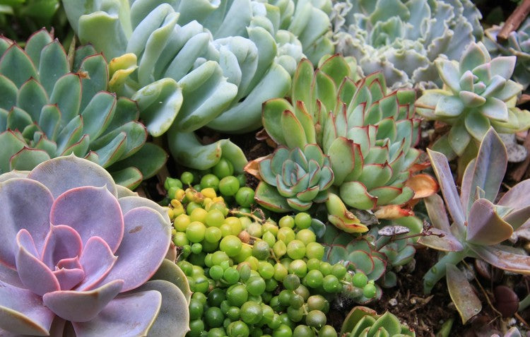 Colourful Succulents