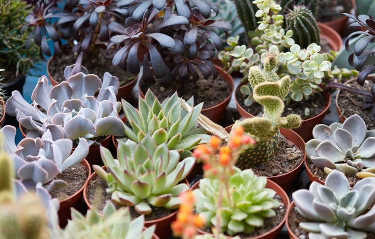 Types of Succulents
