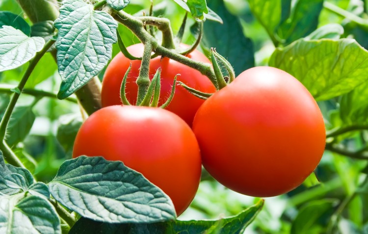 Tomatoes growing on a tree