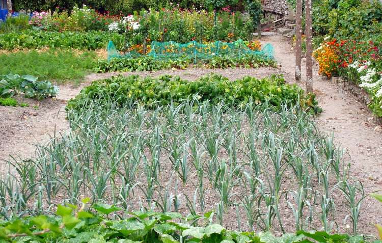 vegetable-patch