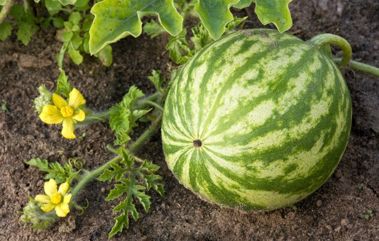 watermelon-in-garden