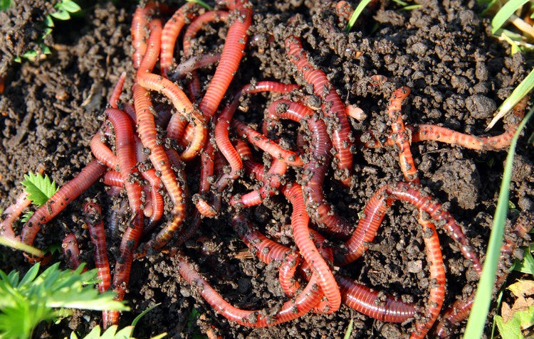 Worms In Soil