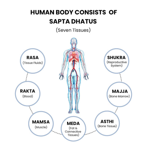 Saptudhatus - Ayurveda - Modern Science - What are Dhatus? - How do Dhatus function? - Health and Ayurveda