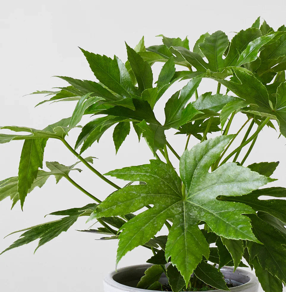 Glossy Leaf Paper Plant