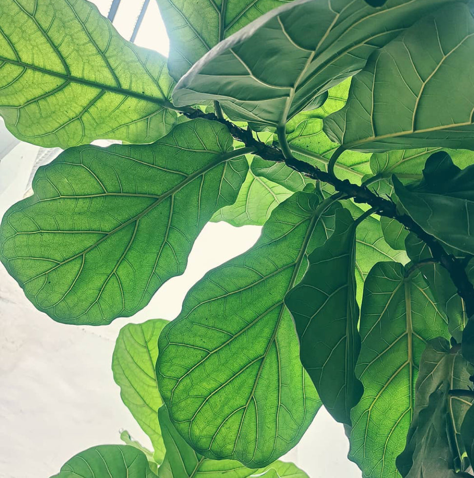 Fiddle-Leaf Fig