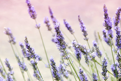 Lavender Blowing in the Wind