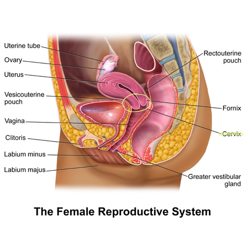 Image of the female reproductive system with the cervix highlighted