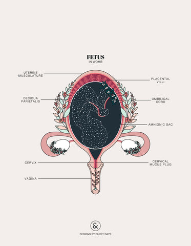 Illustration of a fetus in a uterus. 
