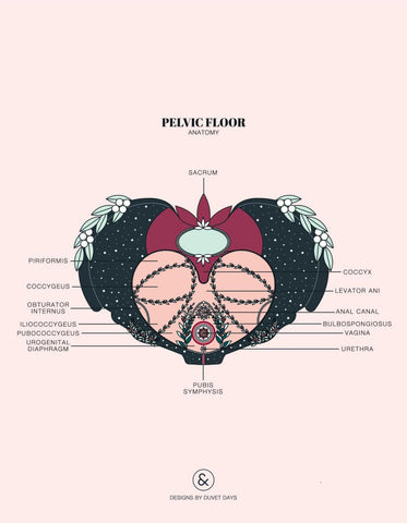 Illustration of the pelvic floor. 