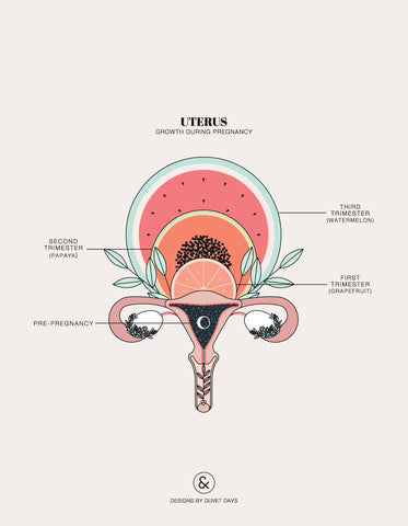 Illustration of uterus growth during pregnancy. 