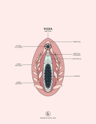 Illustration of a vulva.