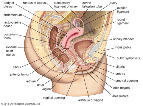 Image of uterus, cervix, and vagina