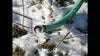 Frozen Garden Hose 