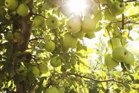 Fruit trees