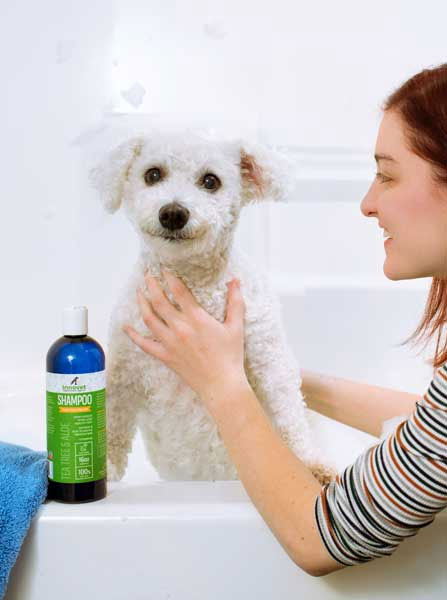 Tea tree oil dog shampoo