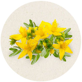 St. John's Wort