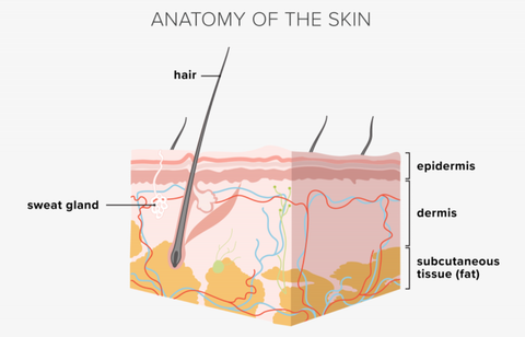 Anatomy of the Skin | Biologique Recherche Singapore BareSkin Elements