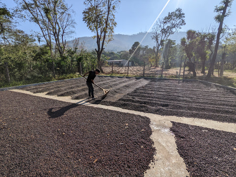 Séchage des cerises de café au guatemala