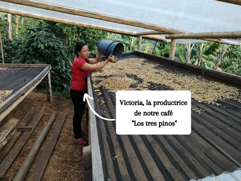 Production de café colombie, Victoria