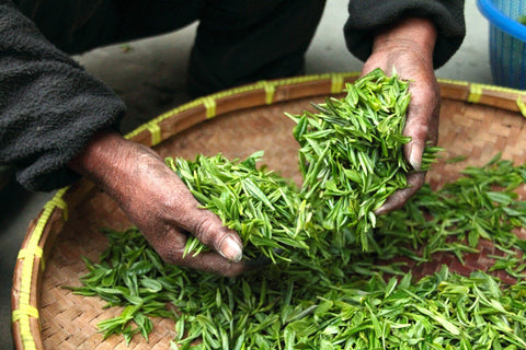mains avec des feuilles de thés cueillies