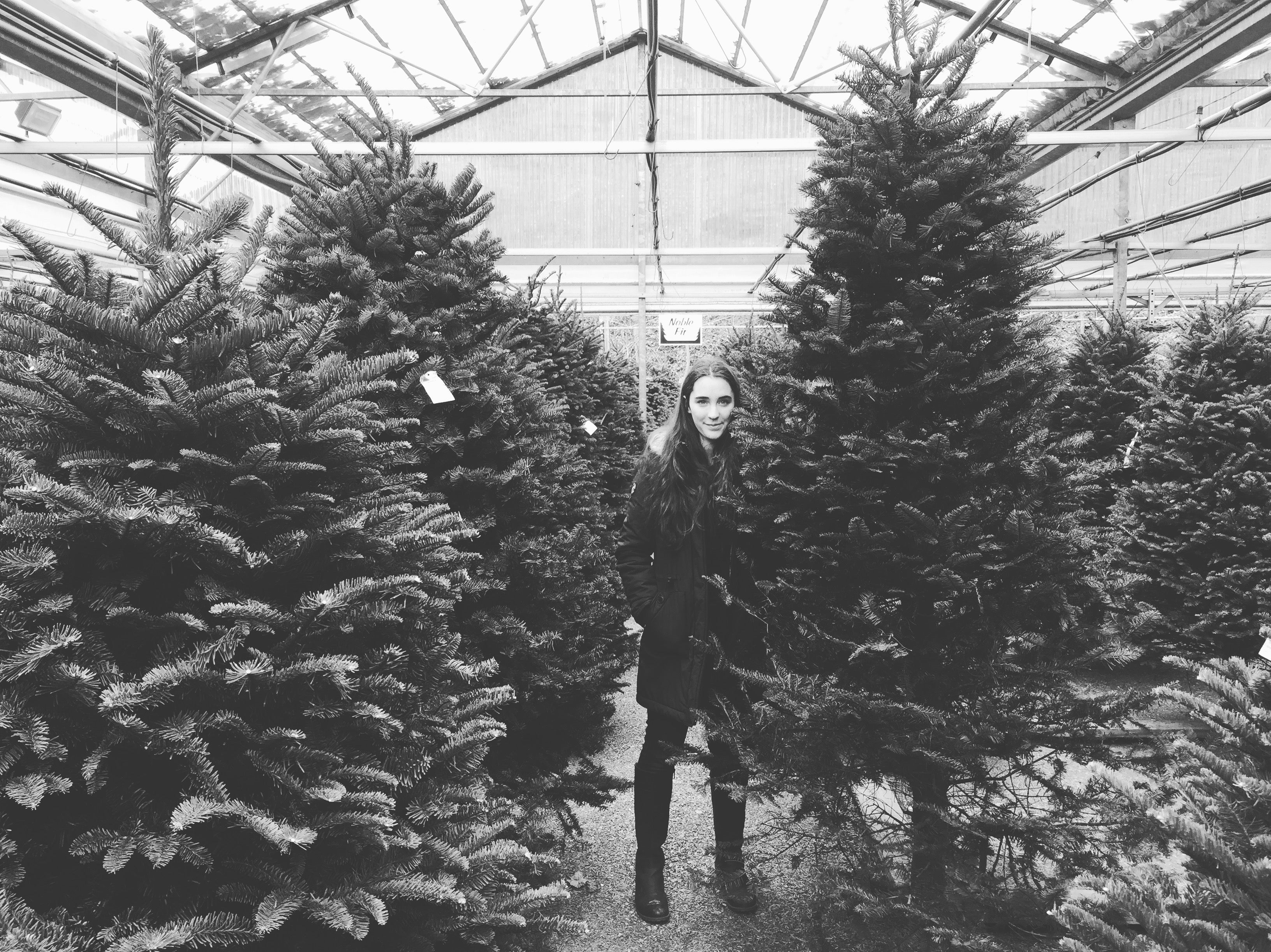 christmas trees