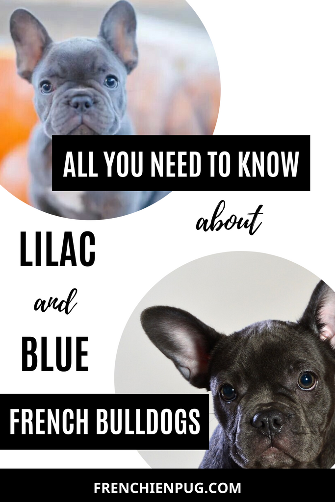 All You Need To Know About Lilac And Blue French Bulldogs