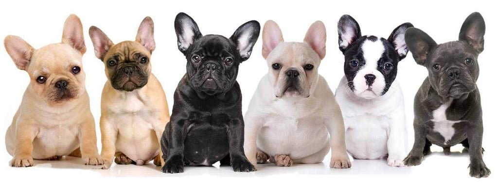 63+ French Bulldog Colors Chart