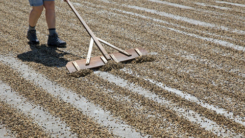 Farmers drying out the coffee beans