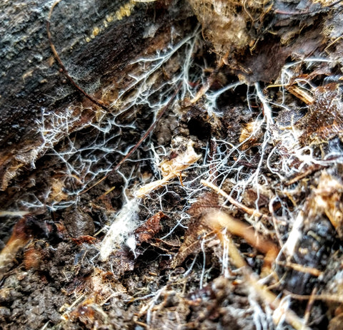 mycelium in rotting wood