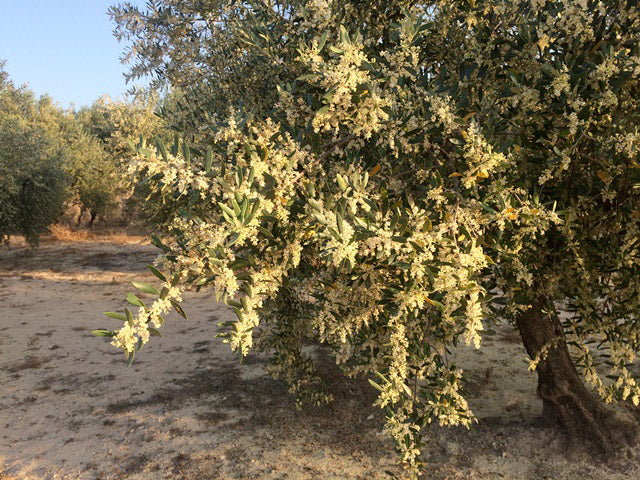 floración del olivo