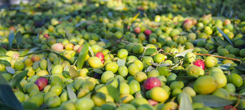 aceituna blanqueta