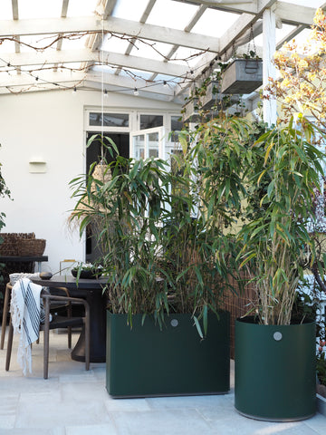 Outdoor Cane-line planters with bamboo trees