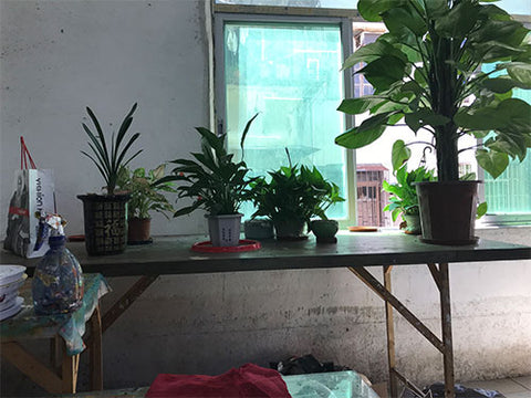 Asdam Art Studio Plants