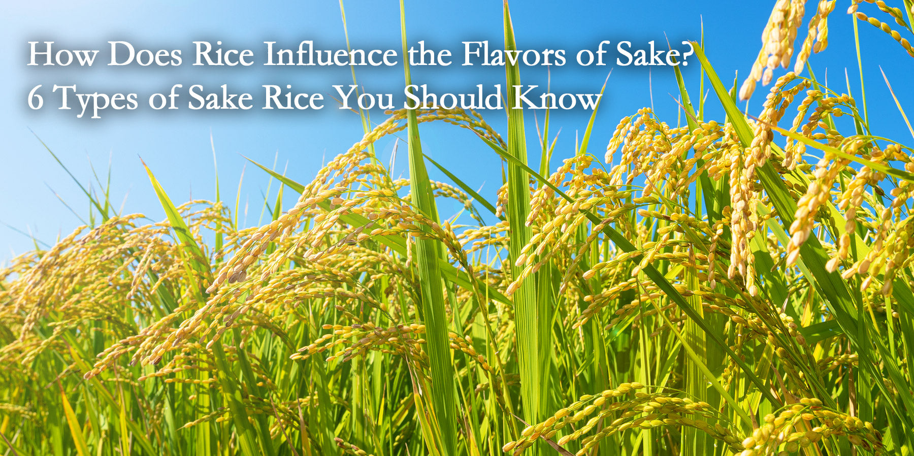 rice_comparison – Saketora｜Japanese Sake online store