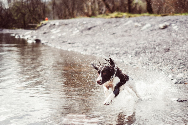 Dog playing water