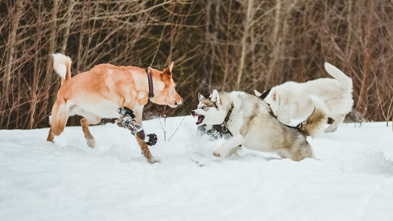 Chromag Doggos