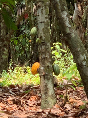 Cacao Lua