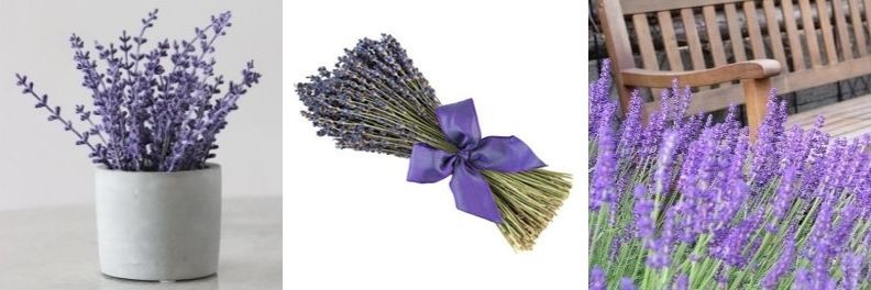 sonoma lavender benefits for pets