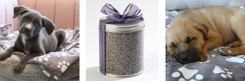 sonoma lavender benefits for pets