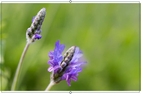 Egyptian Lavender