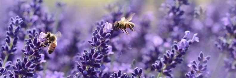 Sonoma lavender field with bees