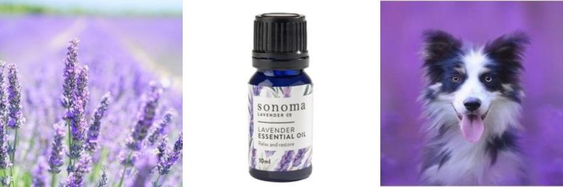 Sonoma Lavender Essential Oil For Dogs