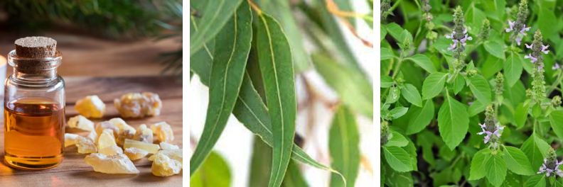 essential oils for studying frankincense eucalyptus holy basil