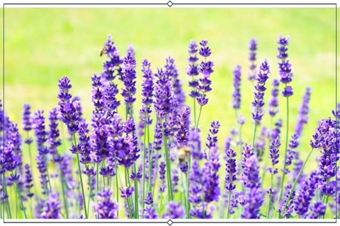 French lavender