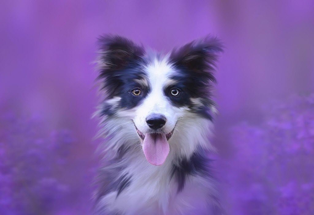 Lavender Essential Oil Can Gently and Safely Calm Your Dog - And More